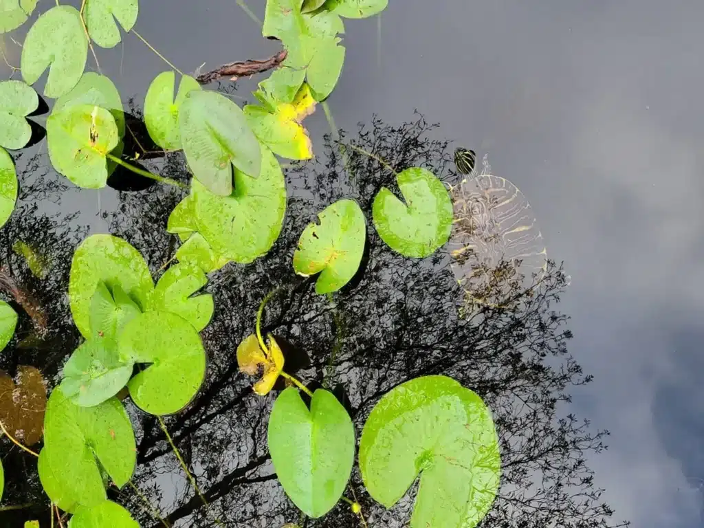 Turtle swimming in a pond below water lilies